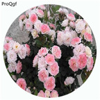 19usd Ngryise 500Pcs A Set Sakura gasumi Rosa Chinensis Flower Hot Seed DGF-S-YJHD112