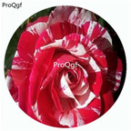 59usd Ngryise 500Pcs A Set Scentimental Rosa Chinensis Flower Hot Seed DGF-S-YJHD113