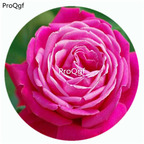 59usd Ngryise 500Pcs A Set Senteur Royale Rosa Chinensis Flower Hot Seed DGF-S-YJHD114