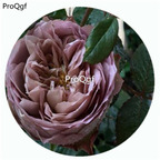 59usd Ngryise 500Pcs A Set Solfa Rosa Chinensis Flower Hot Seed DGF-S-YJHD115