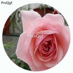 59usd Ngryise 500Pcs A Set Sonia Rykiel Rosa Chinensis Flower Hot Seed DGF-S-YJHD116