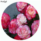 59usd Ngryise 500Pcs A Set Spanish Dancer Rosa Chinensis Flower Hot Seed DGF-S-YJHD117