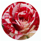 59usd Ngryise 500Pcs A Set Stars Stripes Rosa Chinensis Flower Hot Seed DGF-S-YJHD118