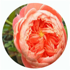 59usd Ngryise 500Pcs A Set Summer Fireworks Rosa Chinensis Flower Hot Seed DGF-S-YJHD119