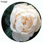 59usd Ngryise 500Pcs A Set Summer Memories Rosa Chinensis Flower Hot Seed DGF-S-YJHD120