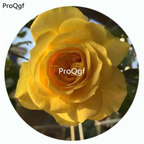 59usd Ngryise 500Pcs A Set Sunlight Romantica Rosa Chinensis Flower Hot Seed DGF-S-YJHD121