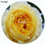 59usd Ngryise 500Pcs A Set Sunny Antike Rosa Chinensis Flower Hot Seed DGF-S-YJHD122