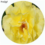 59usd Ngryise 500Pcs A Set Sunsprite Rosa Chinensis Flower Hot Seed DGF-S-YJHD123