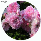 59usd Ngryise 500Pcs A Set super fairy Rosa Chinensis Flower Hot Seed DGF-S-YJHD124
