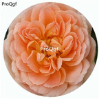 59usd Ngryise 500Pcs A Set Sweet Dreams Rosa Chinensis Flower Hot Seed DGF-S-YJHD125