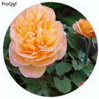 59usd Ngryise 500Pcs A Set The Impressionist Rosa Chinensis Flower Hot Seed DGF-S-YJHD126