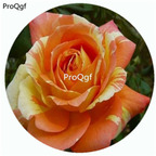 59usd Ngryise 500Pcs A Set Tropical Sunset Rosa Chinensis Flower Hot Seed DGF-S-YJHD127