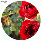 59usd Ngryise 500Pcs A Set Unconditional love Rosa Chinensis Flower Hot Seed DGF-S-YJHD128