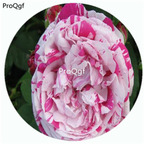 59usd Ngryise 500Pcs A Set Variegata di Bologna Rosa Chinensis Flower Hot Seed DGF-S-YJHD129