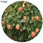 59usd Ngryise 500Pcs A Set Westerland Rosa Chinensis Flower Hot Seed DGF-S-YJHD130