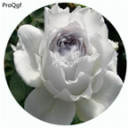 59usd Ngryise 500Pcs A Set White Angel Rosa Chinensis Flower Hot Seed DGF-S-YJHD131