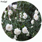 59usd Ngryise 500Pcs A Set White Meillandina Rosa Chinensis Flower Hot Seed DGF-S-YJHD132