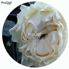 59usd Ngryise 500Pcs A Set White Wave Rosa Chinensis Flower Hot Seed DGF-S-YJHD133