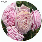 59usd Ngryise 500Pcs A Set Yua Rosa Chinensis Flower Hot Seed DGF-S-YJHD134