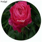 59usd Ngryise 500Pcs A Set Yuzen Rosa Chinensis Flower Hot Seed DGF-S-YJHD135