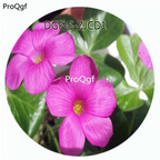 29usd Ngryise 800Pcs A Set Oxalis Bowiei Flower Hot Seed DGF-S-ZJCD1