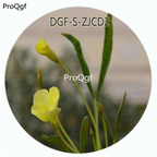 29usd Ngryise 800Pcs A Set Oxalis Fabaefolia Flower Hot Seed DGF-S-ZJCD2