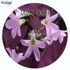 29usd Ngryise 800Pcs A Set Oxalis Griffithii Flower Hot Seed DGF-S-ZJCD3