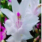 10usd pure white Ngryise Zygocactus truncatus plant