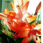 10usd orange Ngryise Zygocactus truncatus plant