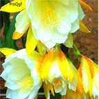 10usd yellow Ngryise Zygocactus truncatus plant