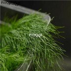 28usd Ngryise 1000pcs Anethum graveolens seed