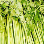 28usd Ngryise 1000pcs Apium graveolen seed