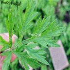 28usd Ngryise 1000pcs Artemisia argyi seed