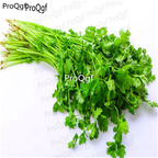18usd Ngryise 8000pcs Coriandrum sativum seed