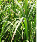 28usd Ngryise 1000pcs Cymbopogon citratus seed