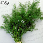 28usd Ngryise 1000pcs Foeniculum vulgare seed