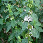 12usd Ngryise 6000pcs Mentha haplocalyx seed
