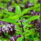 15usd Ngryise 6000pcs Ocimum basilicum seed