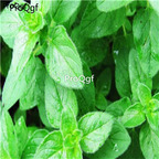 28usd Ngryise 1000pcs Origanum majorana seed