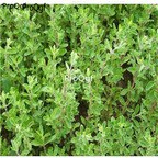 28usd Ngryise 1000pcs Origanum vulgare seed