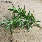 28usd Ngryise 1000pcs Rosmarinus officinalis seed