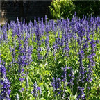 28usd Ngryise 1000pcs Salvia japonica seed