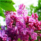 28usd Ngryise 1000pcs Syringa oblata seed