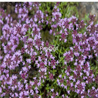 28usd Ngryise 1000pcs Thymus mongolicus seed