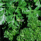 18usd Ngryise 9000pcs Thymus vulgaris seed