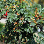 28usd Ngryise 1000pcs Zanthoxylum bungeanum seed