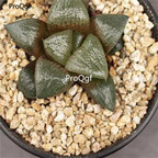 250usd Ngryise 50pcs Akan-Ko seed