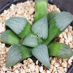 250usd Ngryise haworthia 50pcs bayeri seed