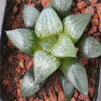 250usd Ngryise 50pcs haworthia Bing He Shou seed
