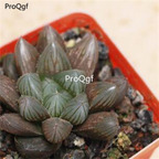 250usd Ngryise 50pcs haworthia black heiji seed